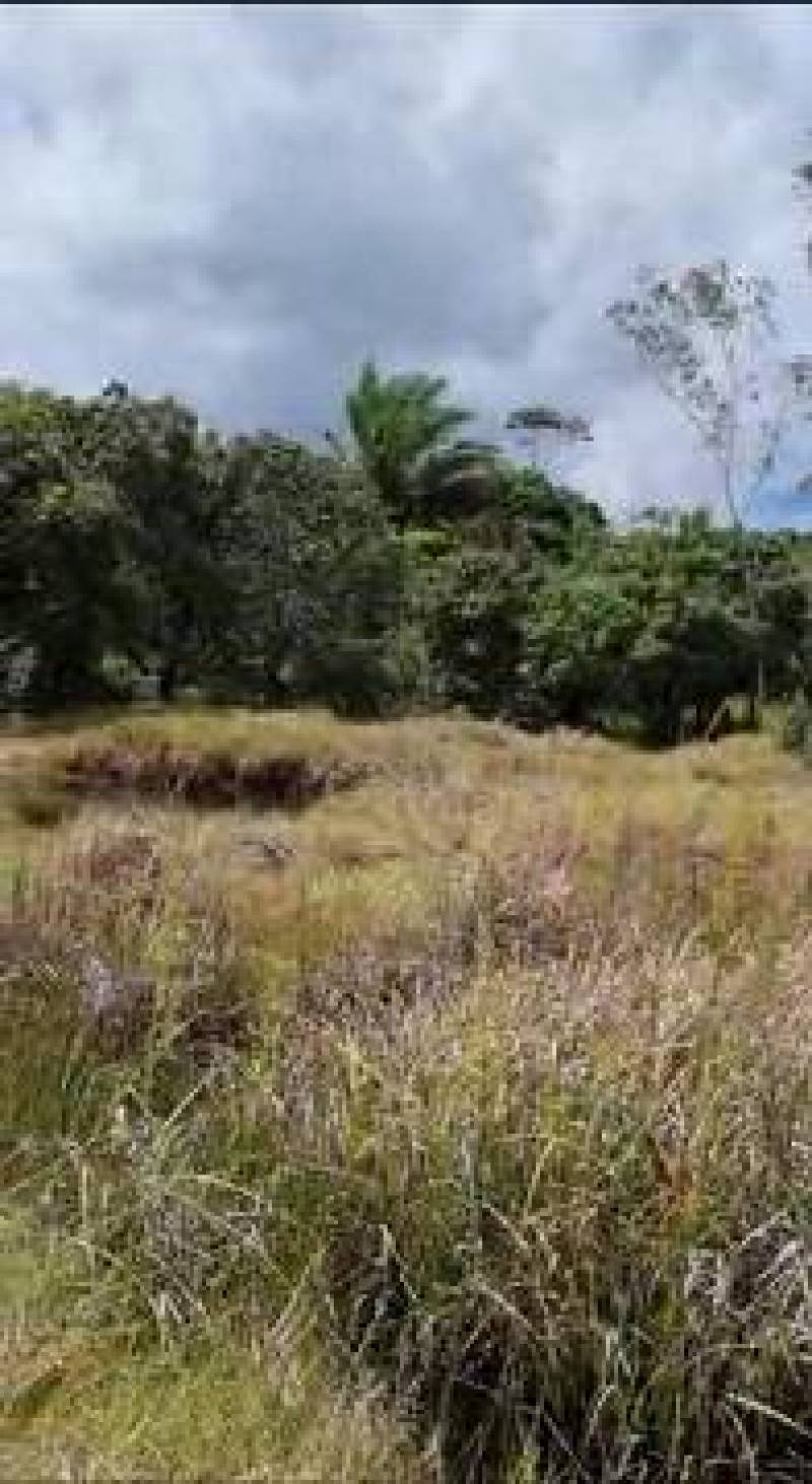 Oportunidade na Linha Verde